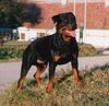 Rottweiler Foto: Arno von Griechenberg/W.H. 66,5cm/fünffacher Championat, 2 mal Weltsieger und einmal Europasieger. Rüde zum Decken (ID 3246) Rottweiler Hund
