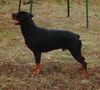 Rottweiler Foto: Arno von Griechenberg/W.H. 66,5cm/fünffacher Championat, 2 mal Weltsieger und einmal Europasieger. Rüde zum Decken (ID 3247) Rottweiler Hund