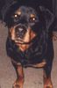 Rottweiler Hund