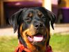 Rottweiler Hund