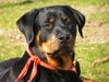 Rottweiler Hund