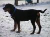 Rottweiler Hund