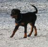 Rottweiler Hund