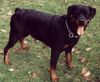 Rottweiler Foto: Bijou vom Hause Ditscher (ID 1353) Rottweiler Hund