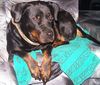 Rottweiler Foto: Meine kleine Roxy 5 Jahre alt - eine Freundin fürs Leben (ID 38380) Rottweiler Hund