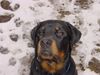 Rottweiler Foto: Valentino 7 Monate (ID 9745) Rottweiler Hund