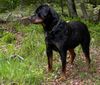 Rottweiler Foto: Blanca eröffnet die Freibadsaison (ID 11266) Rottweiler Hund