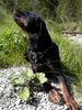 Rottweiler Foto: Ein Duft liegt in der Luft (ID 6186) Rottweiler Hund