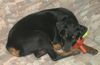 Rottweiler Foto: ...buffy...und ihr lieblings spielzeug ;) (ID 3852) Rottweiler Hund
