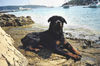 Rottweiler Foto: Cezar am Meer (ID 34244) Rottweiler Hund