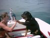 Rottweiler Foto: Chato gib HighFive!! (ID 16971) Rottweiler Hund