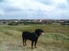 Rottweiler Foto: Chato in Urlaub (ID 5025) Rottweiler Hund