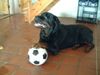 Rottweiler Foto: Chato bereitet sich auf die Fußball Europameisterschaft vor (ID 5021) Rottweiler Hund