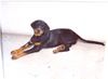 Rottweiler Foto: che bello! (ID 10780) Rottweiler Hund