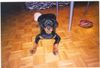 Rottweiler Foto: cisco 6 monate (ID 10776) Rottweiler Hund