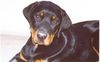 Rottweiler Foto: cisco 7 monate (ID 10778) Rottweiler Hund
