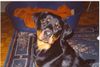 Rottweiler Foto: cisco 11 monate (ID 10779) Rottweiler Hund