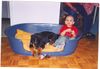 Rottweiler Foto: cisco und gigio 03 (ID 10781) Rottweiler Hund