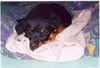 Rottweiler Hund