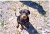 Rottweiler Hund