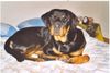 Rottweiler Hund