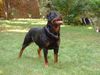 Rottweiler Foto (ID 3713) Rottweiler Hund