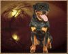 Rottweiler Foto: Abel v.d. Nibelungen 12 Monate alt (ID 21794) Rottweiler Hund