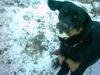Rottweiler Foto: der nudi (ID 9793) Rottweiler Hund