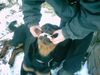Rottweiler Foto: der egoistische nudi (ID 9794) Rottweiler Hund