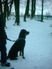 Rottweiler Foto: der stolze nudi (ID 9796) Rottweiler Hund