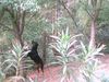 Rottweiler Foto: csilla auf der spiel suchen (ID 9792) Rottweiler Hund