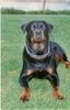 Rottweiler Foto: csilla (ID 9791) Rottweiler Hund