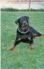 Rottweiler Foto: mein sonnenschein (ID 9787) Rottweiler Hund