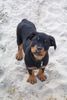 Rottweiler Foto: Cujo (ID 5845) Rottweiler Hund