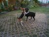 Rottweiler Foto: Harry und Alyha (ID 18927) Rottweiler Hund
