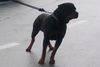 Rottweiler Foto: KING from SHAR (ID 34239) Rottweiler Hund