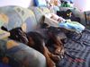 Rottweiler Foto: bandito (ID 11235) Rottweiler Hund