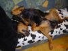 Rottweiler Foto: bandito (ID 11442) Rottweiler Hund