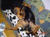 Rottweiler Foto (ID 14722) Rottweiler Hund
