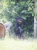 Rottweiler Foto (ID 9676) Rottweiler Hund
