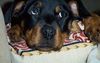 Rottweiler Foto: diese Augen (ID 19011) Rottweiler Hund