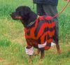 Rottweiler Foto: Csilla als fussballfan (ID 10984) Rottweiler Hund