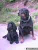 Rottweiler Foto: Freundinnen (ID 11919) Rottweiler Hund
