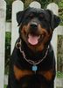 Rottweiler Foto (ID 3714) Rottweiler Hund