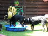 Rottweiler Hund