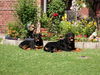 Rottweiler Hund