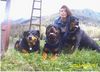 Rottweiler Foto: Soraja + Spike + Sheila (ID 16212) Rottweiler Hund