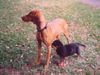 Rottweiler Foto: Buffi&Tino am ersten Tag (ID 15517) Rottweiler Hund