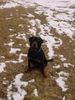 Rottweiler Foto: Rotti Baby 7 Monate (ID 9770) Rottweiler Hund