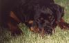 Rottweiler Hund